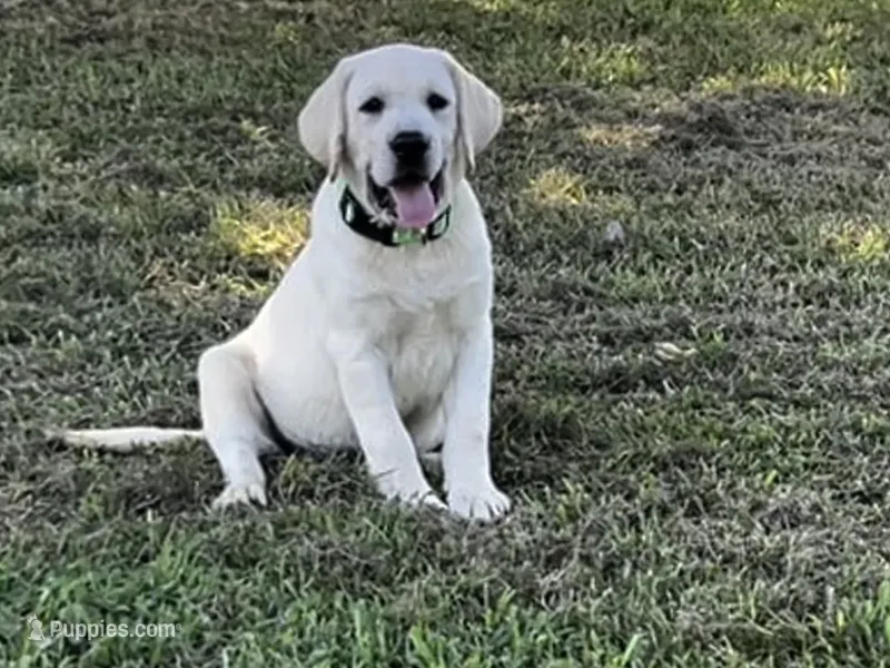 Price drop!!! AKC Purple – Labrador Retriever puppy for sale in Irvington, KY