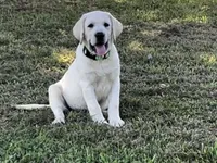 AKC Yellow English Lab-Purple, a male Labrador Retriever for sale in Irvington, KY – 1 of 10