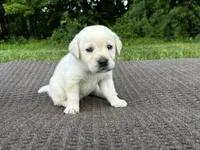 Purple, a male Labrador Retriever for sale in Irvington, KY – 3 of 10