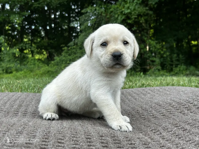 Orange – Labrador Retriever puppy for sale in Irvington, KY