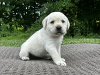 Orange, a female Labrador Retriever for sale in Irvington, KY – 1 of 6