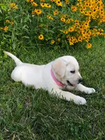 Pink, a female Labrador Retriever for sale in Irvington, KY – 2 of 8