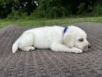 Blue , a male Labrador Retriever for sale in Irvington, KY – 3 of 7