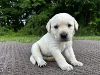 Green, a male Labrador Retriever for sale in Irvington, KY – 4 of 6