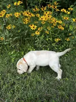 Orange, a female Labrador Retriever for sale in Irvington, KY – 3 of 9