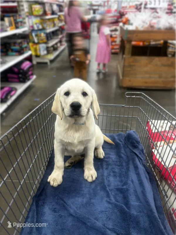 Price drop!!! AKC Blue  – Labrador Retriever puppy for sale in Irvington, KY