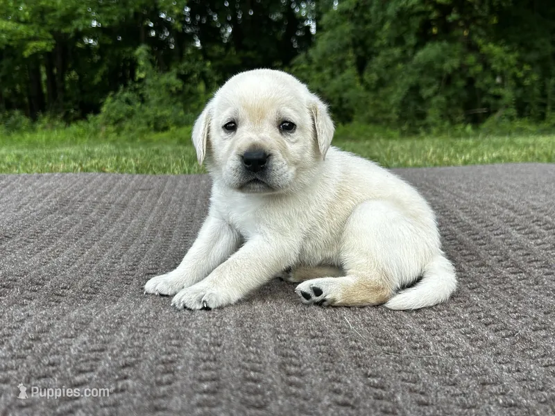 Purple – Labrador Retriever puppy for sale in Irvington, KY