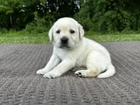 Purple, a male Labrador Retriever for sale in Irvington, KY – 1 of 10