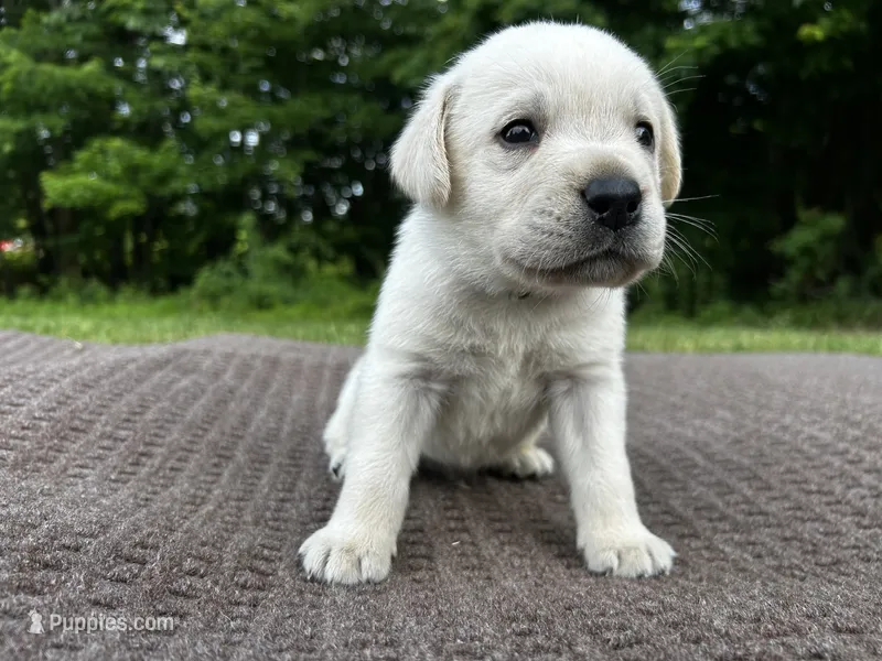 Blue  – Labrador Retriever puppy for sale in Irvington, KY
