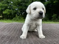 Blue , a male Labrador Retriever for sale in Irvington, KY – 2 of 7