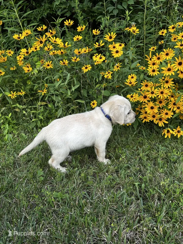Blue  – Labrador Retriever puppy for sale in Irvington, KY