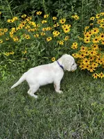 Blue , a male Labrador Retriever for sale in Irvington, KY – 1 of 10