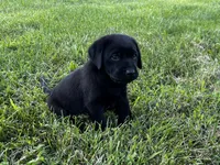 English Blue boy, a male Labrador Retriever for sale in Irvington, KY – 6 of 9