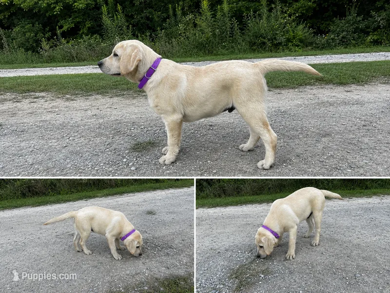 AKC Yellow English Lab-Purple – Labrador Retriever puppy for sale in Irvington, KY
