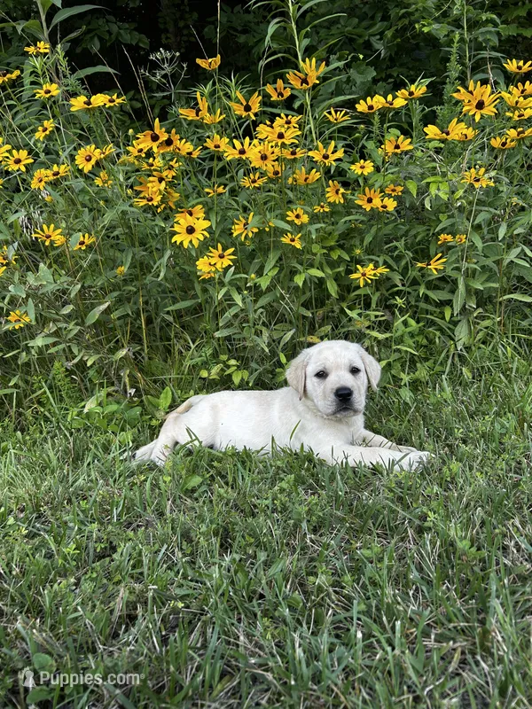 Green – Labrador Retriever puppy for sale in Irvington, KY