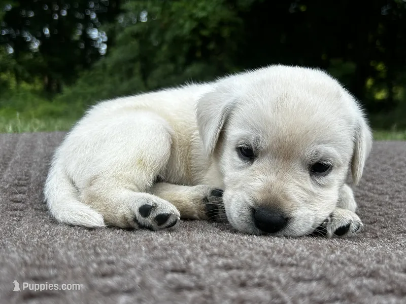 Brown – Labrador Retriever puppy for sale in Irvington, KY
