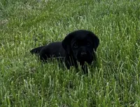 English Blue boy, a male Labrador Retriever for sale in Irvington, KY – 2 of 9
