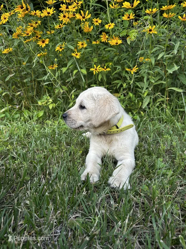 Old Yeller – Labrador Retriever puppy for sale in Irvington, KY