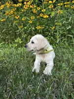 Old Yeller, a male Labrador Retriever for sale in Irvington, KY – 1 of 10
