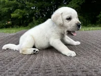 Blue , a male Labrador Retriever for sale in Irvington, KY – 5 of 7