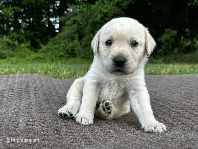 Green – Labrador Retriever puppy for sale in Irvington, KY