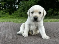 Green, a male Labrador Retriever for sale in Irvington, KY – 1 of 6