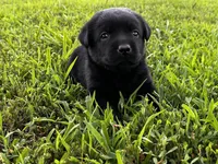English Pink Girl, a female Labrador Retriever for sale in Irvington, KY – 4 of 6