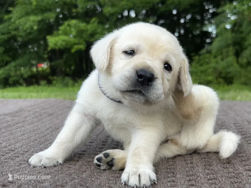 Purple – Labrador Retriever puppy for sale in Irvington, KY