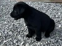English Pink Girl, a female Labrador Retriever for sale in Irvington, KY – 3 of 6