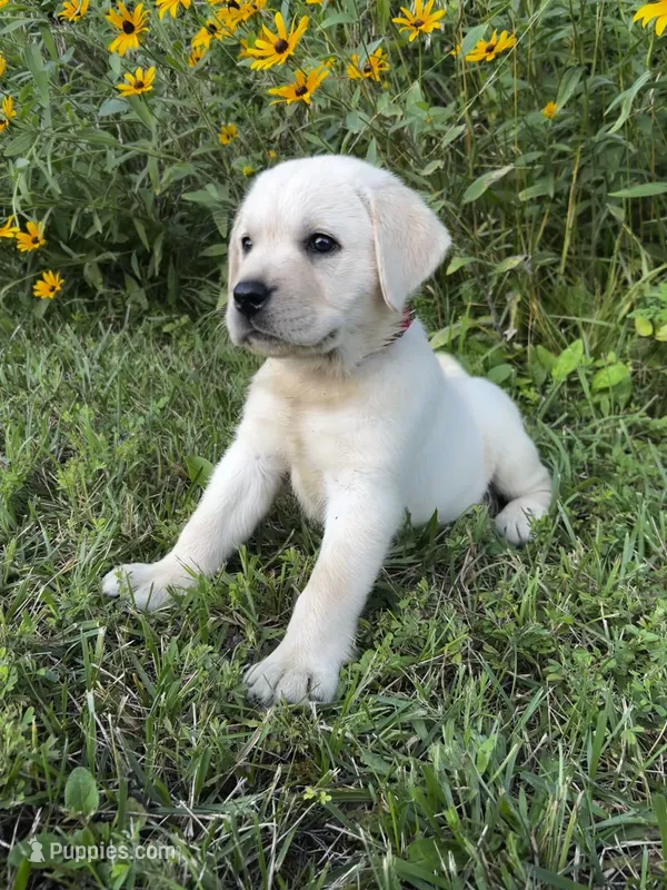 Red – Labrador Retriever puppy for sale in Irvington, KY