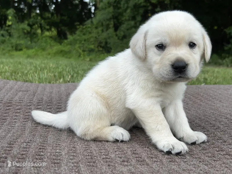 Black – Labrador Retriever puppy for sale in Irvington, KY