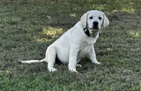 AKC Yellow English Lab-Purple, a male Labrador Retriever for sale in Irvington, KY – 2 of 10