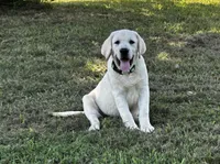 AKC Yellow English Lab-Purple, a male Labrador Retriever for sale in Irvington, KY – 4 of 10