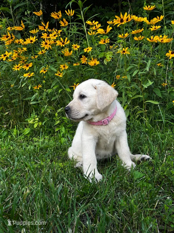 Pink – Labrador Retriever puppy for sale in Irvington, KY