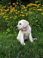 Pink, a female Labrador Retriever for sale in Irvington, KY – 1 of 8