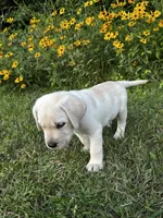 Brown, a male Labrador Retriever for sale in Irvington, KY – 3 of 10