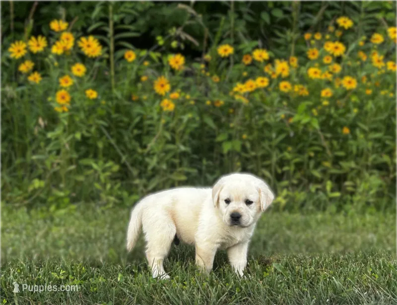 Black – Labrador Retriever puppy for sale in Irvington, KY