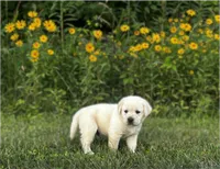 Black, a male Labrador Retriever for sale in Irvington, KY – 2 of 10
