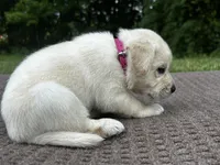 Pink, a female Labrador Retriever for sale in Irvington, KY – 3 of 6