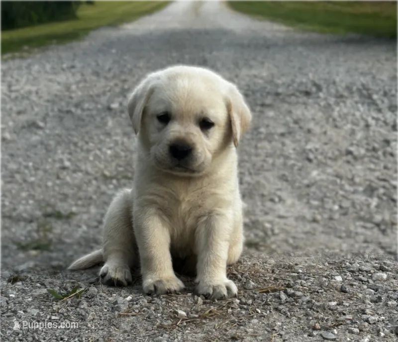 Black – Labrador Retriever puppy for sale in Irvington, KY