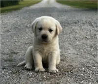 Black, a male Labrador Retriever for sale in Irvington, KY – 1 of 10