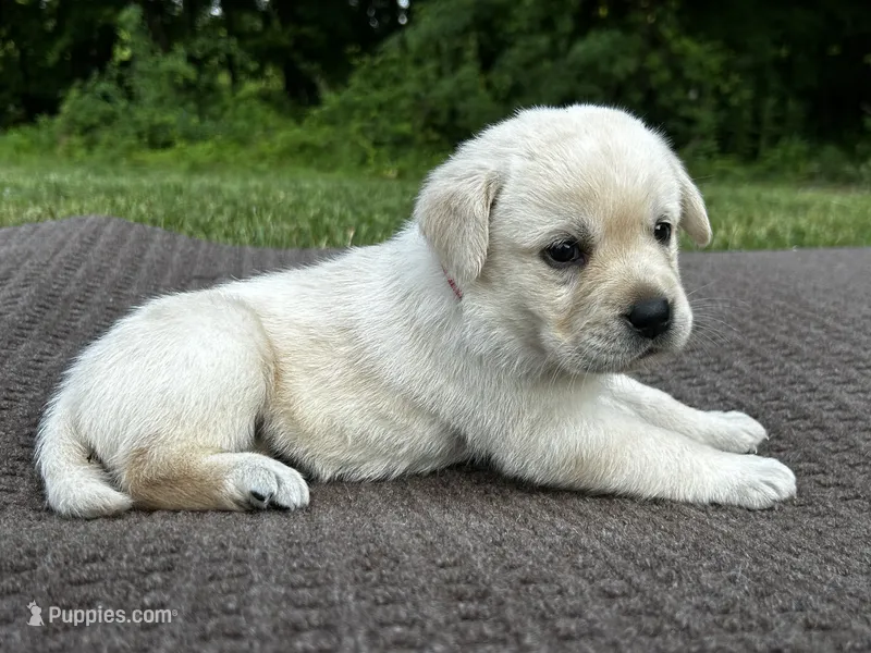 Red – Labrador Retriever puppy for sale in Irvington, KY