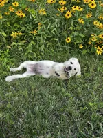 Old Yeller, a male Labrador Retriever for sale in Irvington, KY – 2 of 10
