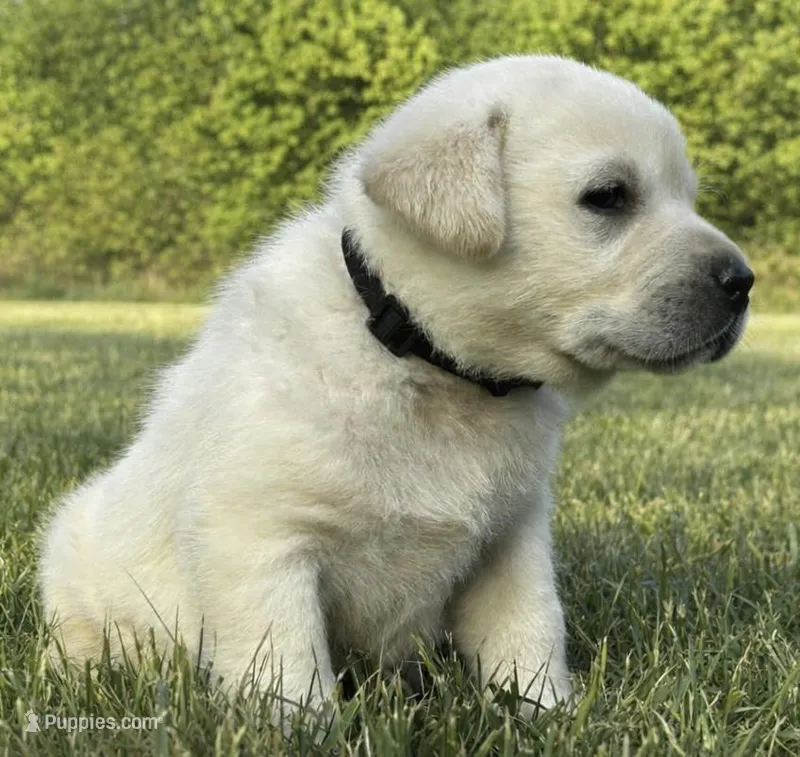 English Black – Labrador Retriever puppy for sale in Harned, KY