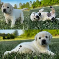 English Black, a male Labrador Retriever for sale in Harned, KY – Photo 2 of 5