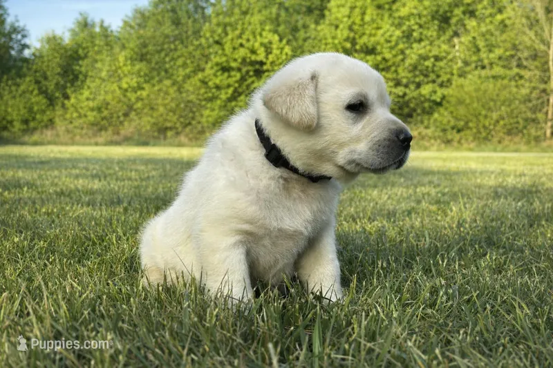 English Black – Labrador Retriever puppy for sale in Harned, KY