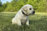 English Black, a male Labrador Retriever for sale in Harned, KY – Photo 1 of 5