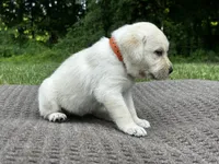 Orange, a female Labrador Retriever for sale in Irvington, KY – 4 of 6