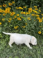 Teal, a female Labrador Retriever for sale in Irvington, KY – 3 of 9