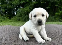 Green , a male Labrador Retriever for sale in Irvington, KY – 3 of 6